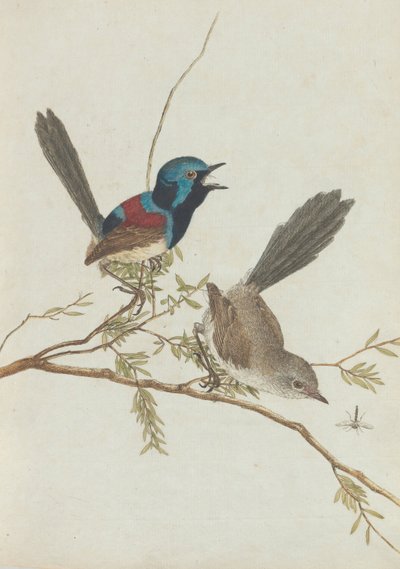 Vogels van New South Wales met hun natuurlijke geschiedenis. Lewin, John. Vogels van New South Wales met hun... door John William Lewin
